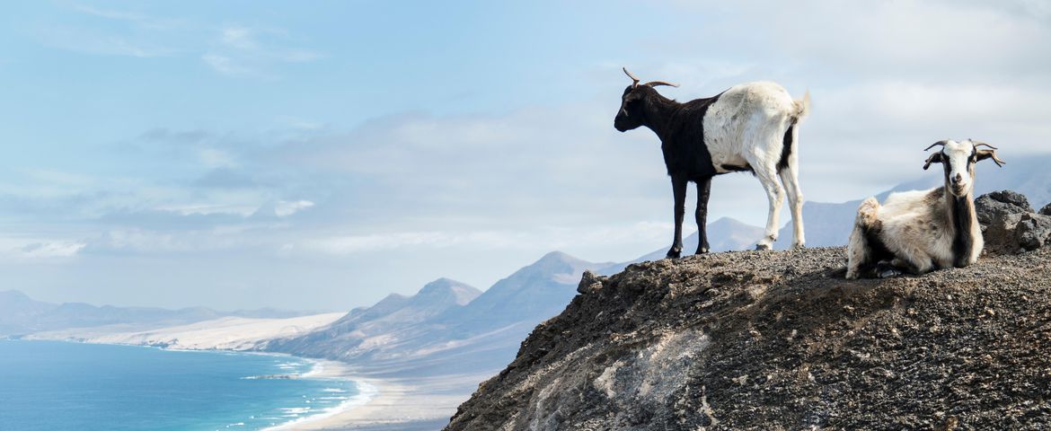 Fuerteventura Esencial: De Cuevas Salvajes a Dunas Doradas