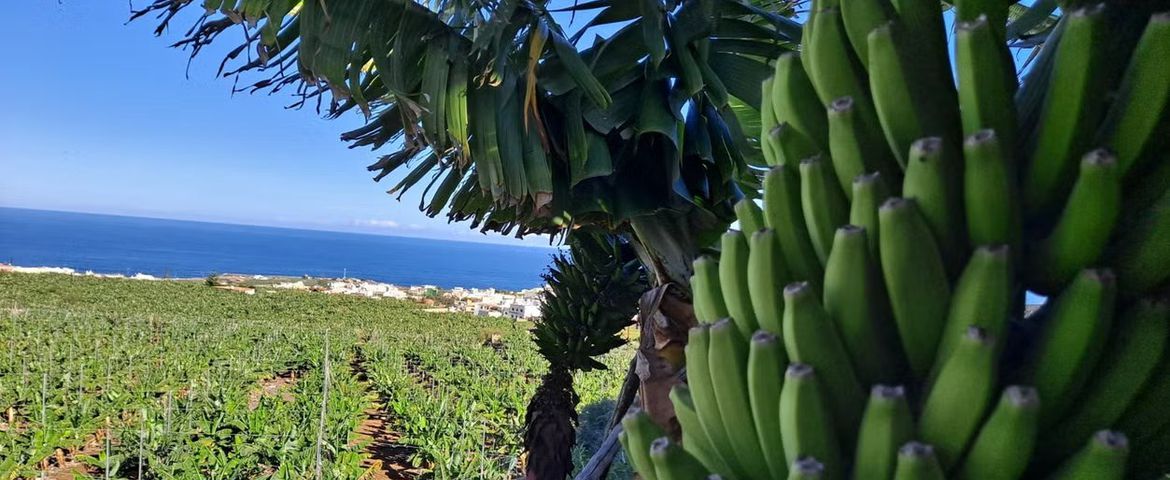 Gran Canaria Tropical